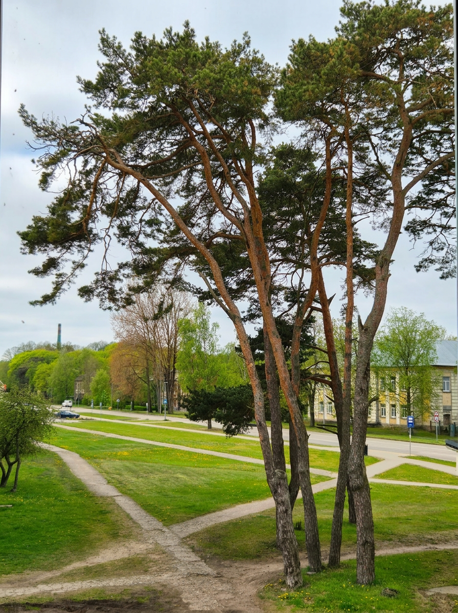 View from the window